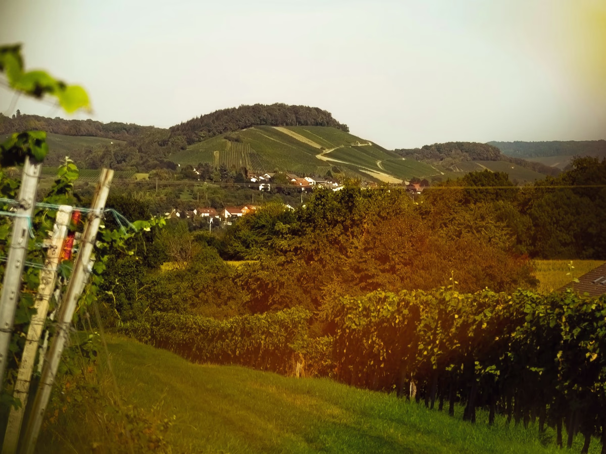 View through Weingut Werner's rows of vines toward the hilltop village in warm late-summer light.